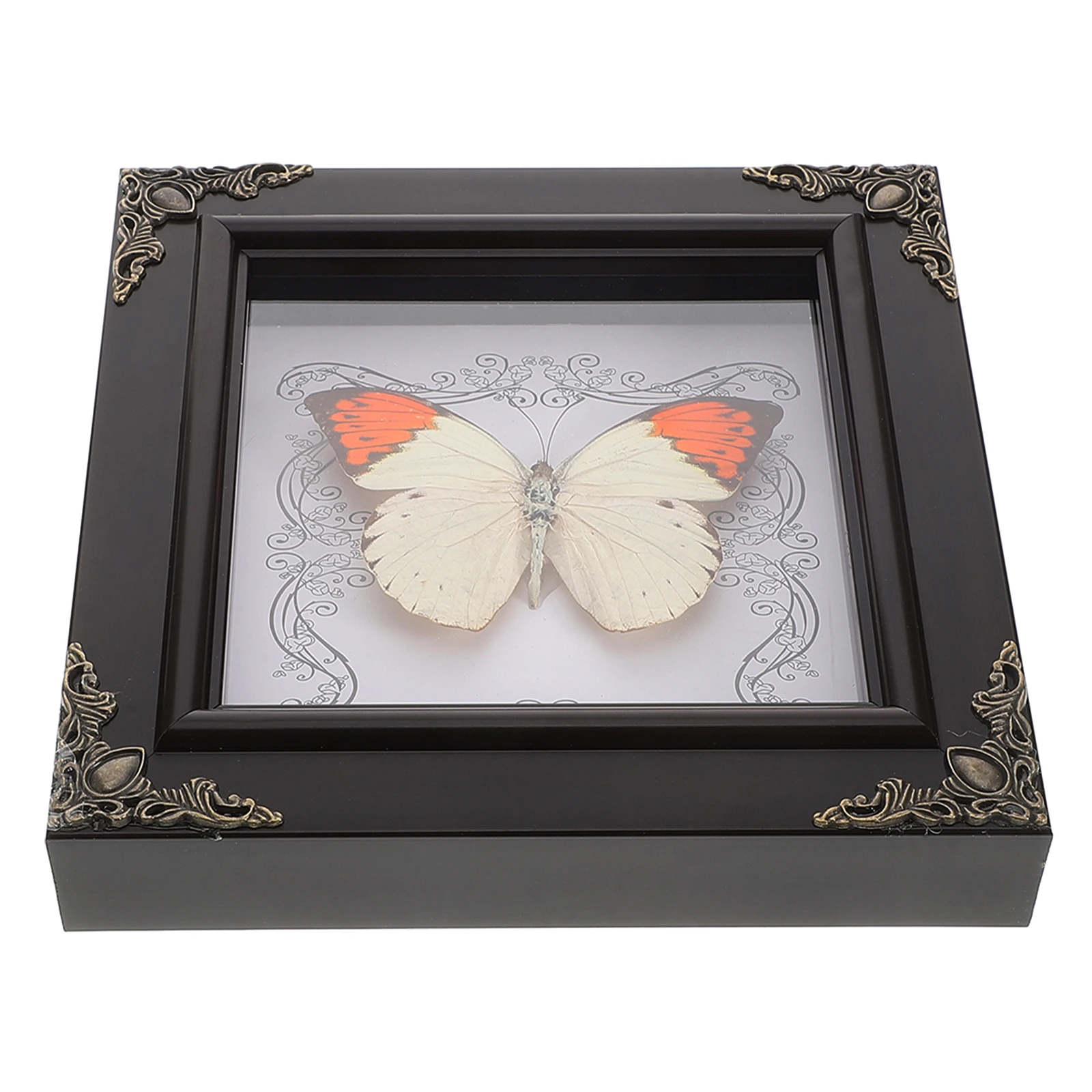 

Specimen Real Case Butterfly Specimen Picture Picture Frame Decor Home Butterfly Photo Frame Plastic Displays