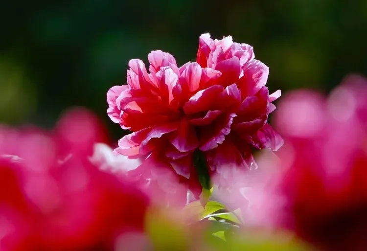 

4pcs RC Car Duty 1.9" Blade Beadlock Wheel Rim Hub for 1/10 RC Crawler Axial SCX10 Trxs TRX4 RC4WD D90 Redcat Gen