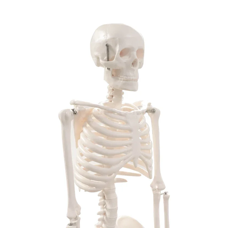 SY-N021 Medical Educational Equipment Advanced PVC Anatomy Human Skeleton Model