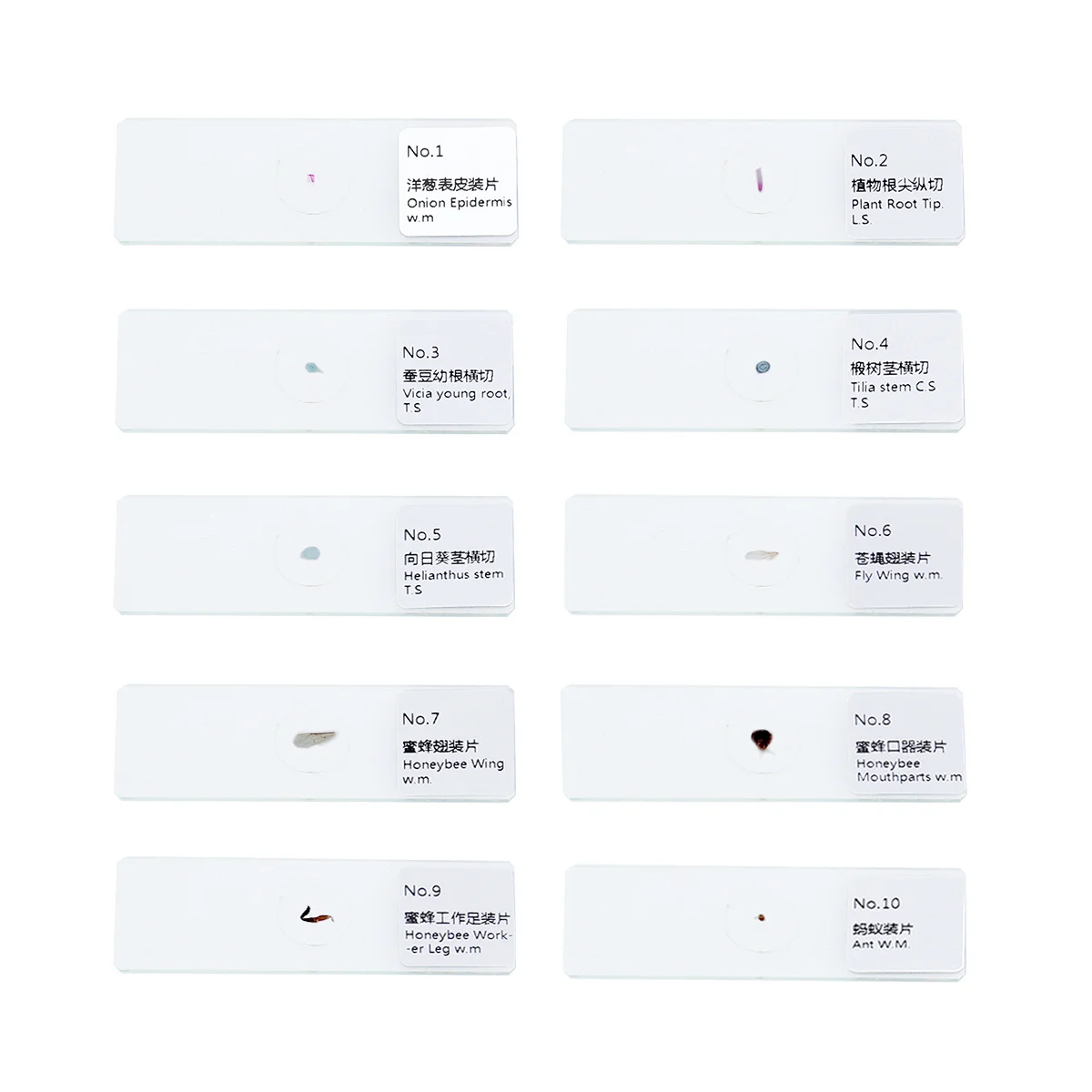 10 pezzi Set preparato per biologia Vetrini per campioni in vetro per bambini Studenti Scienza educativa sicura Vetrini per microscopio Piante per insetti