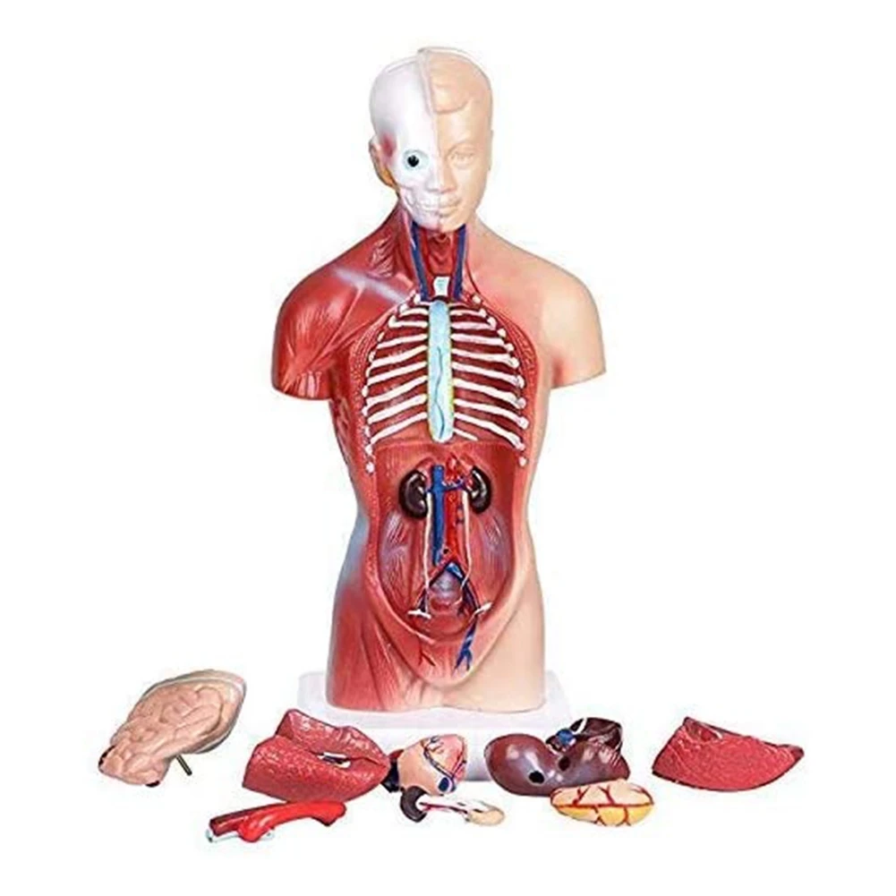 Anatomy Model 11 Inch Human Torso Body Heart Brain Skeleton School Educational Tool