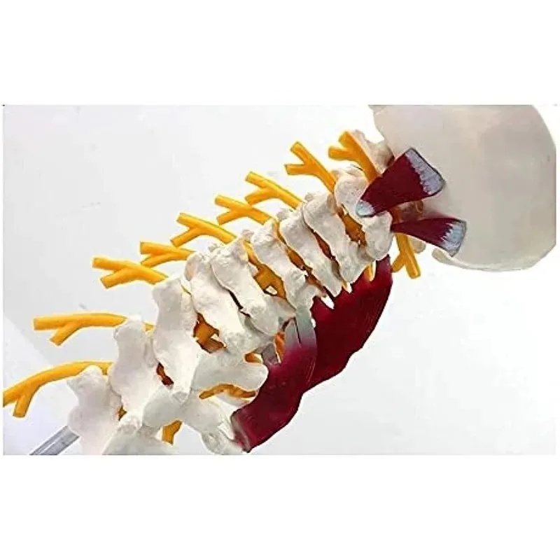 Anatomy 1:1 Human Cervical Spine Anatomical Model With Muscle Nerve Brainstem Occipital Bone Medical Science Teaching Detachable