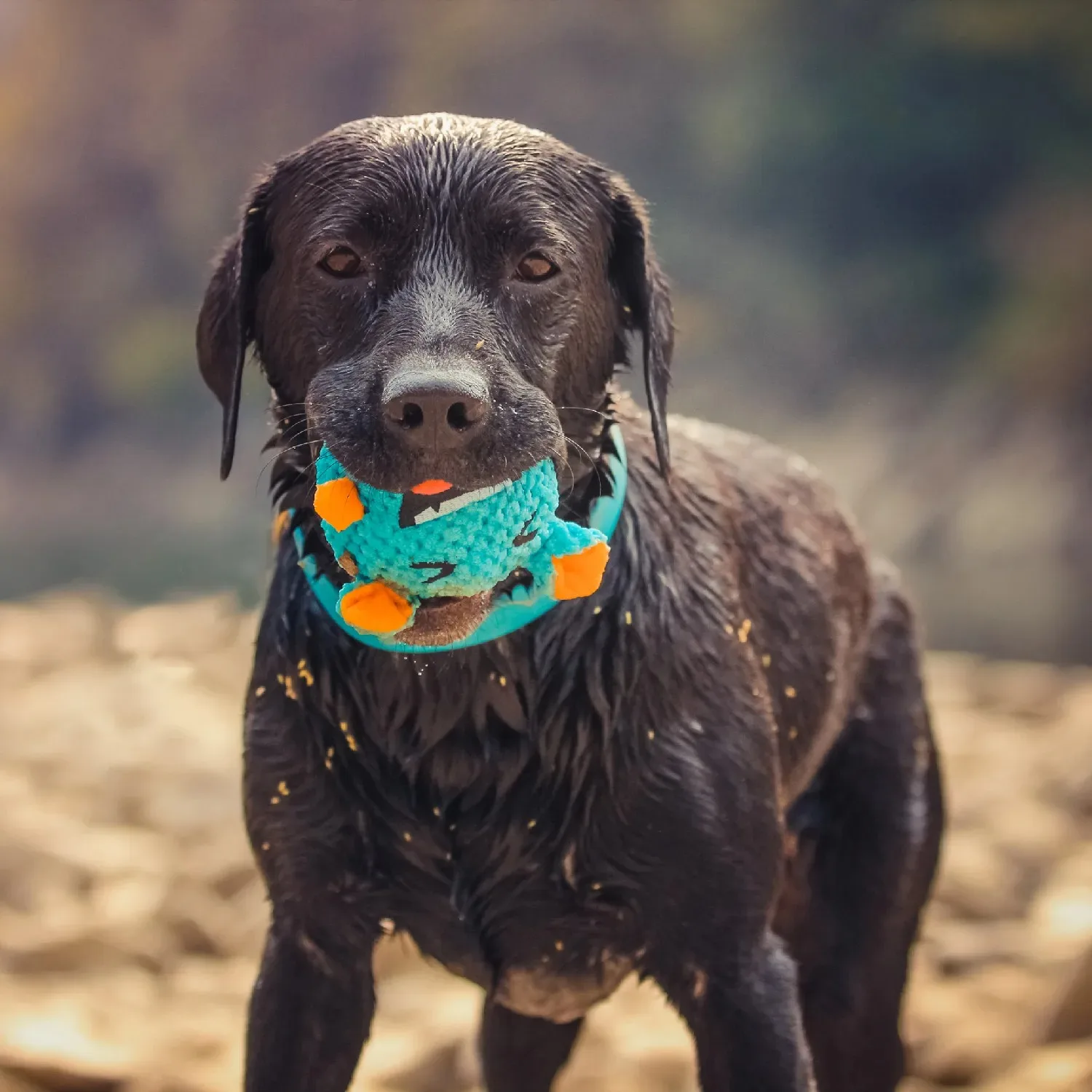OUZEY Squeaker Dogs Balls Toy Bite Resistant Plush Toys For Small Dogs Interactive Chew Ball Toys Pets Training Accessories