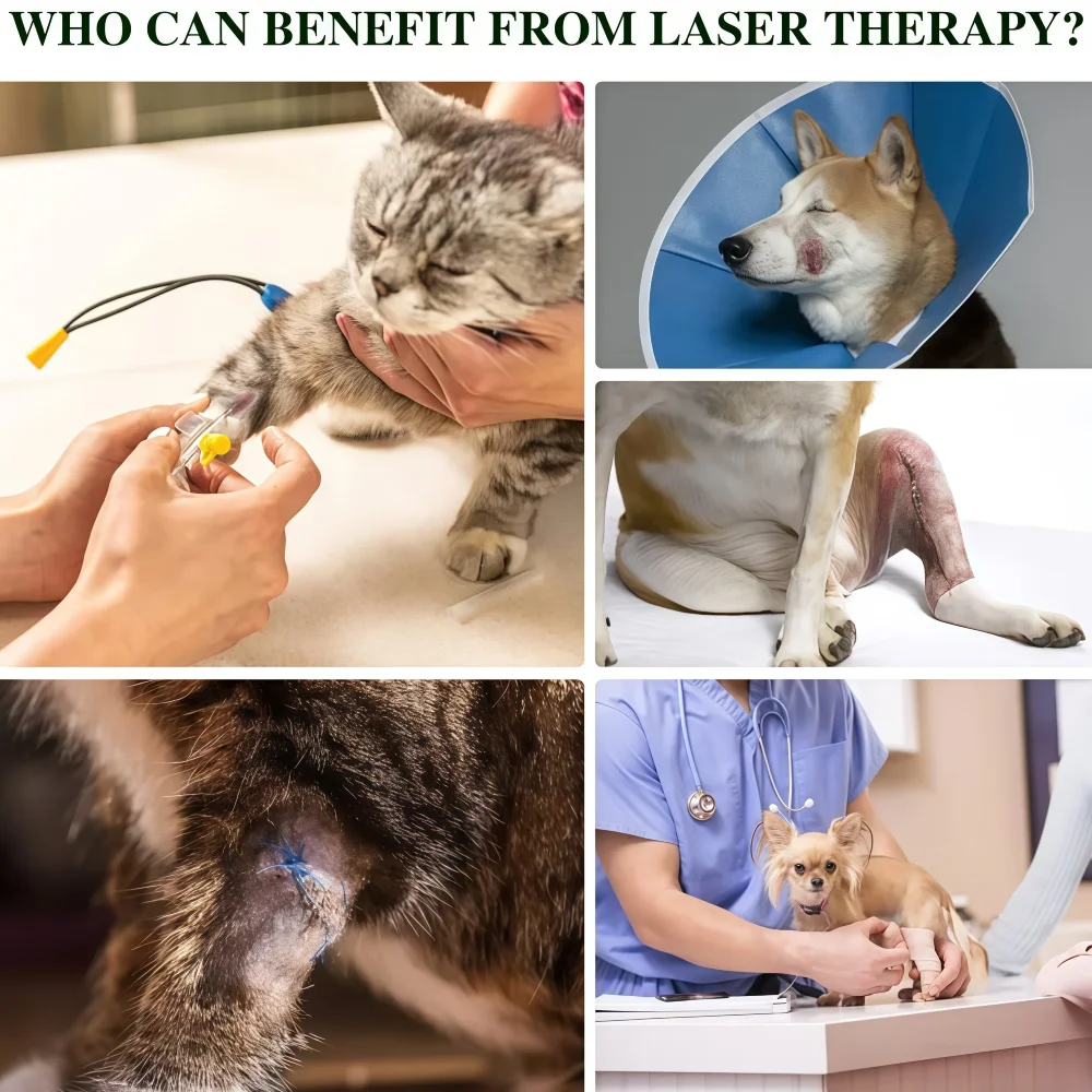 

Veterinary Grade Pet Light Therapy Device, Red and Near Infrared Dual Wavelength for Dogs Cats Arthritis Treatment