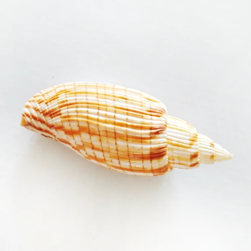 9-11CM Corn Scroll Snail Real Sea Shell Lyria Kurodai Conch  Wedding Table Decoration Specimen Conch DIY House Office Decor - Image 6