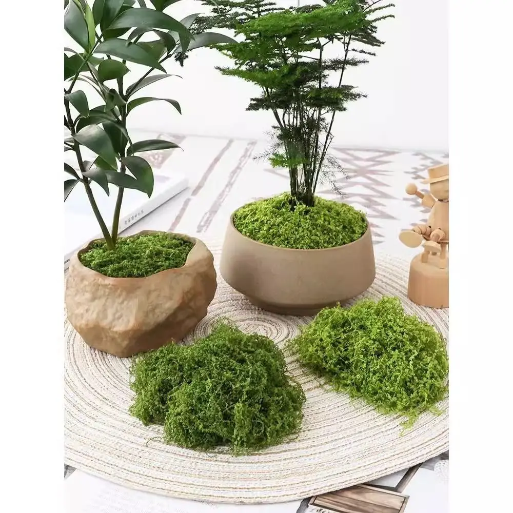 1 مجموعة للنباتات بوعاء محاكاة الطحلب الحلي المشهد الصغير حديقة المنزل الديكورات الطحلب الأخضر Crafts بها بنفسك الحرف زهرة الطحلب العشب وهمية