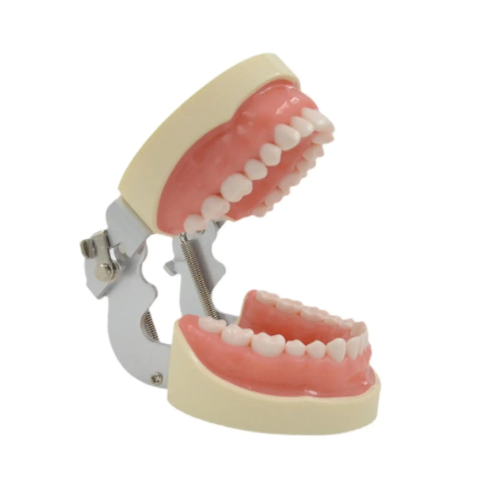 

Tooth Model Adults Educational Clean Display Tooth Teach Practice Model Demonstration Tooth Model Kids Dental Teaching Supplies