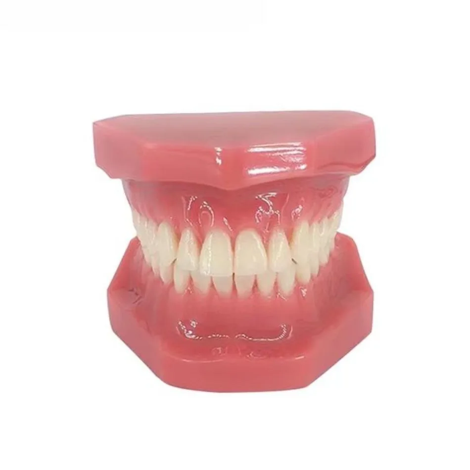 Dental Oral Standard Tooth Full Mouth 28 Model Standard Dental Model Demonstration Display Communication Model B6