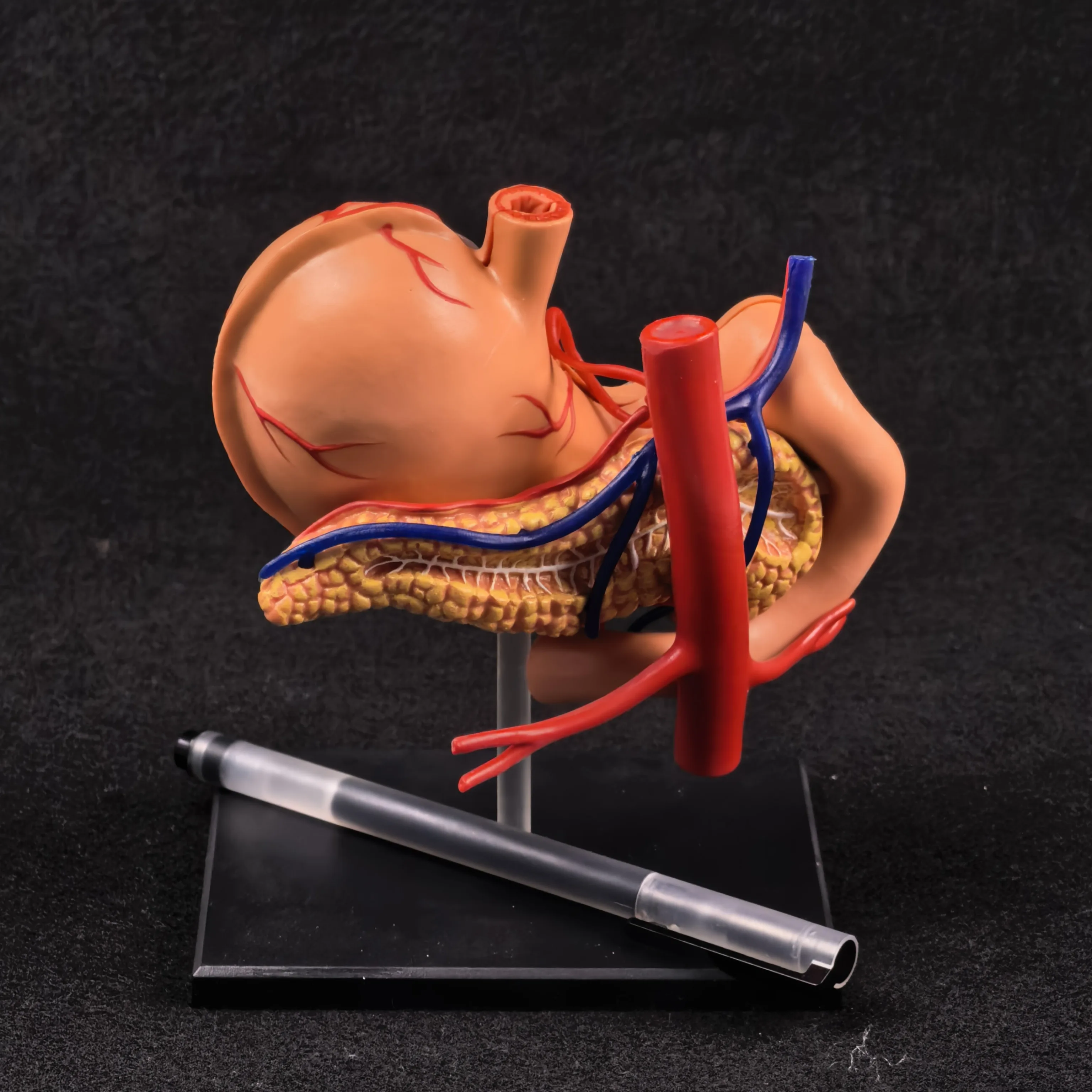 4D Vision PVC Human Stomach And Internal Organs Anatomy Educational Model Kit - Assembly Training Aid with 9 Parts