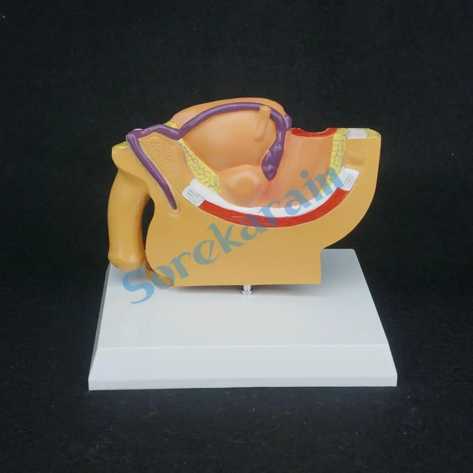 

Анатомическая модель таза из ПВХ для мужчин, 1/2 натурального размера, для больниц и медицинских учреждений