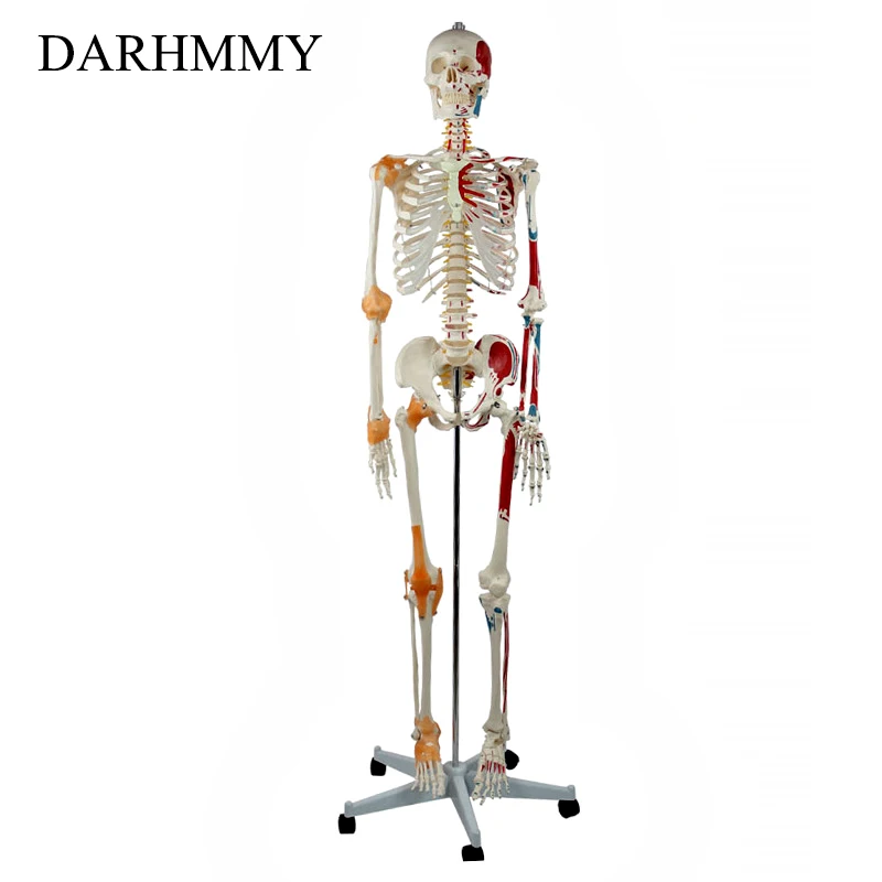 DARHMMY Human Skeleton 170cm Life Size PVC Material With Muscle Points and Ligament Educational Anatomy Model