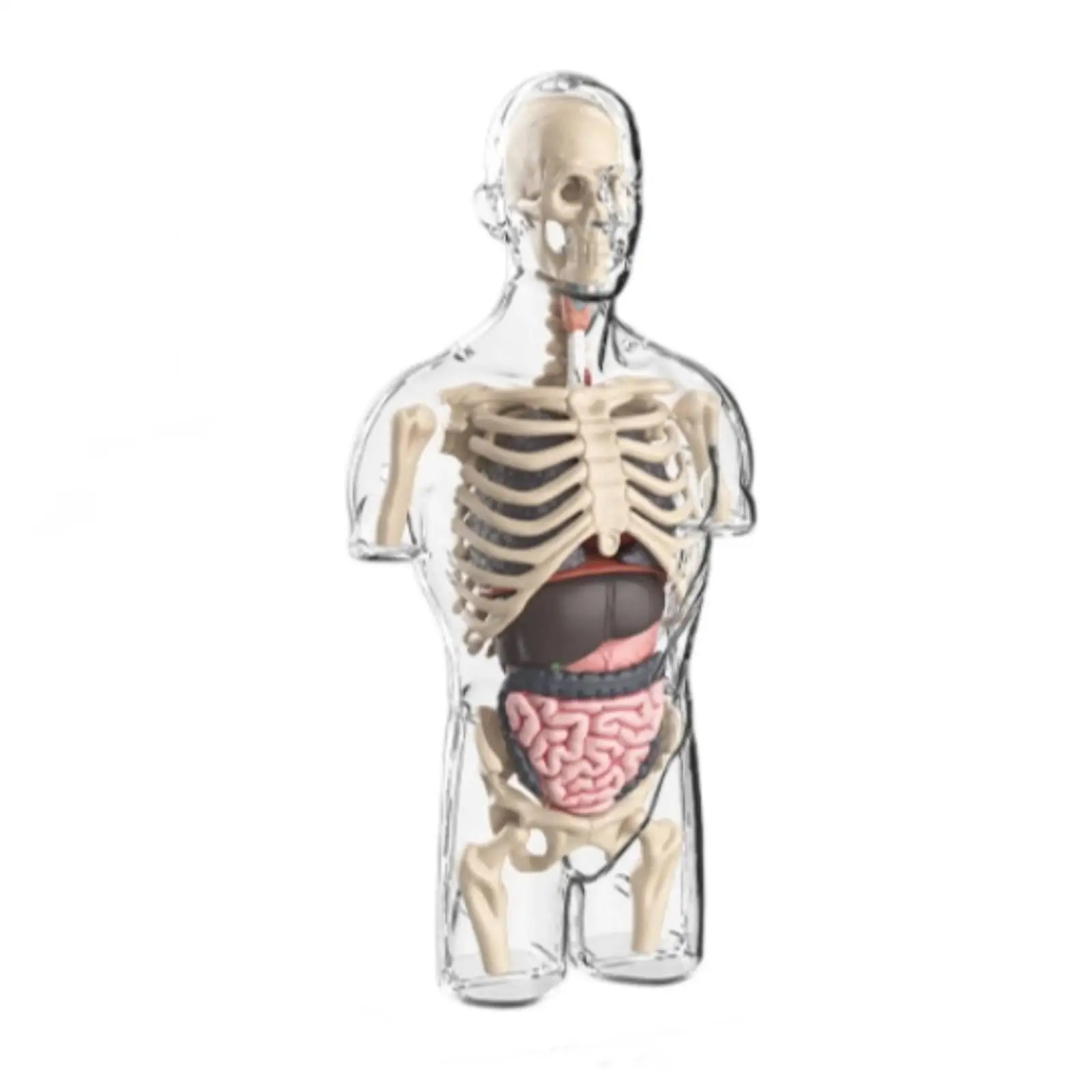 Transparent Torso Model Visible Organs Transparent Physiological Model Freestanding for Classroom