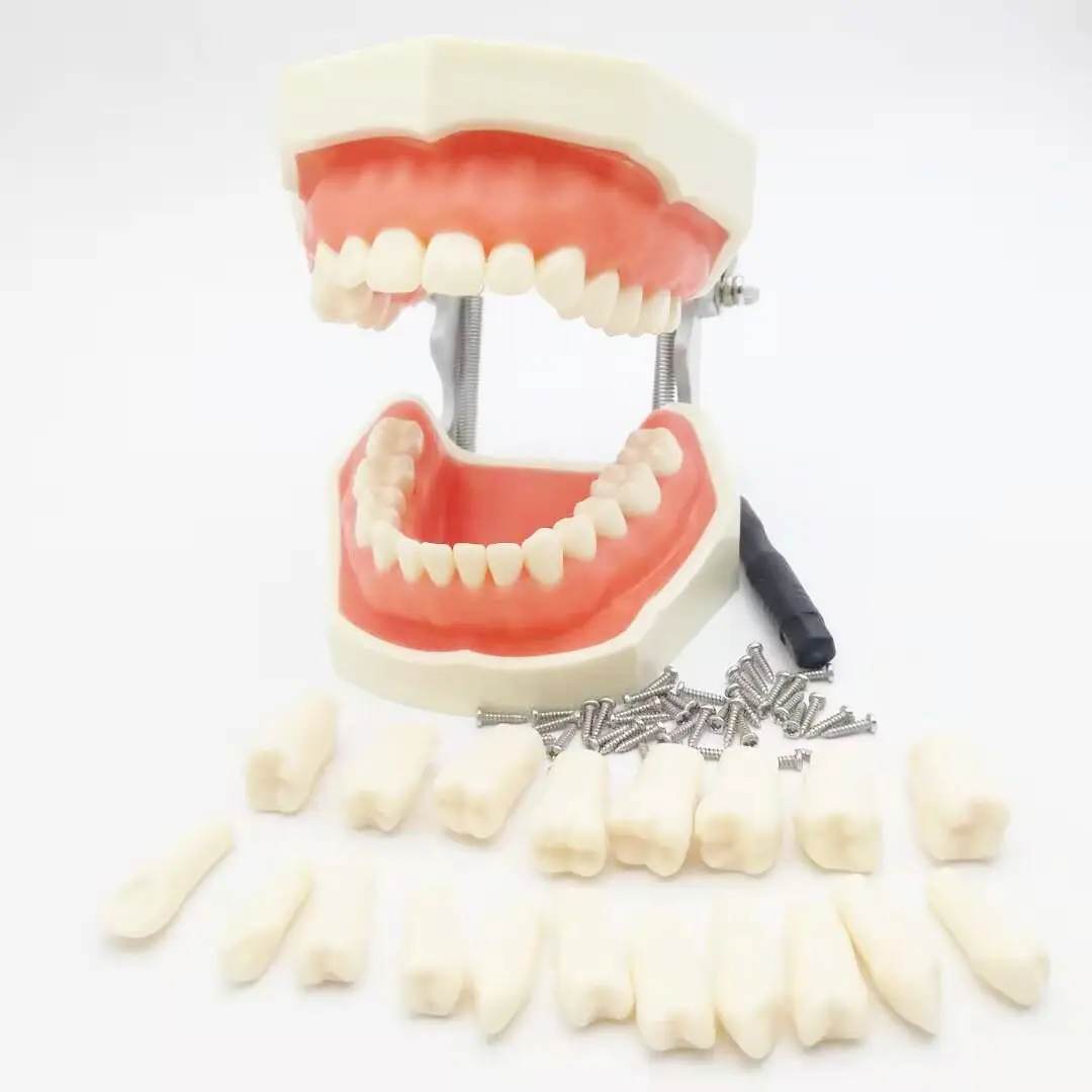 Hot Sale Soft Gum Standard Tooth Training Model With 28 Removable Teeth For Teaching