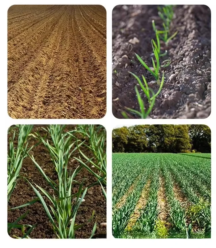 High Efficiency 4/5/6Row Vegetable Seeder Garlic Planting Machine with Petrol Tractor Core Components Motor