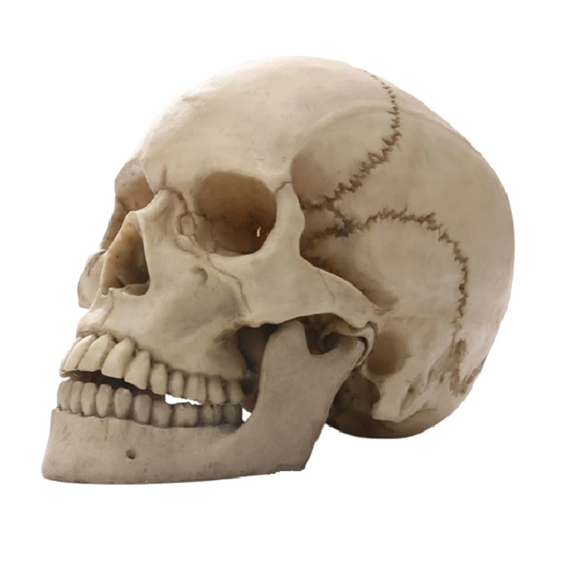 

Human Head Skull Statue Synthetic Resin For Home Decor Resin Figurines Halloween Decor Sculpture Teaching Sketch Model