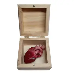 Anatomical Heart Decoration Decorative Boxes Funny Ornaments Human Heart Ornaments Bright Colors For Family