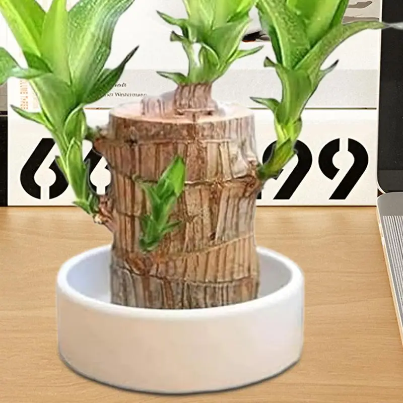 Mini Brazilian Lucky Wood Tray Brazilian Wood Tray Hydroponic Potted Tree Stump Mini Tray MagicalLucky Wood Ceramic Tray