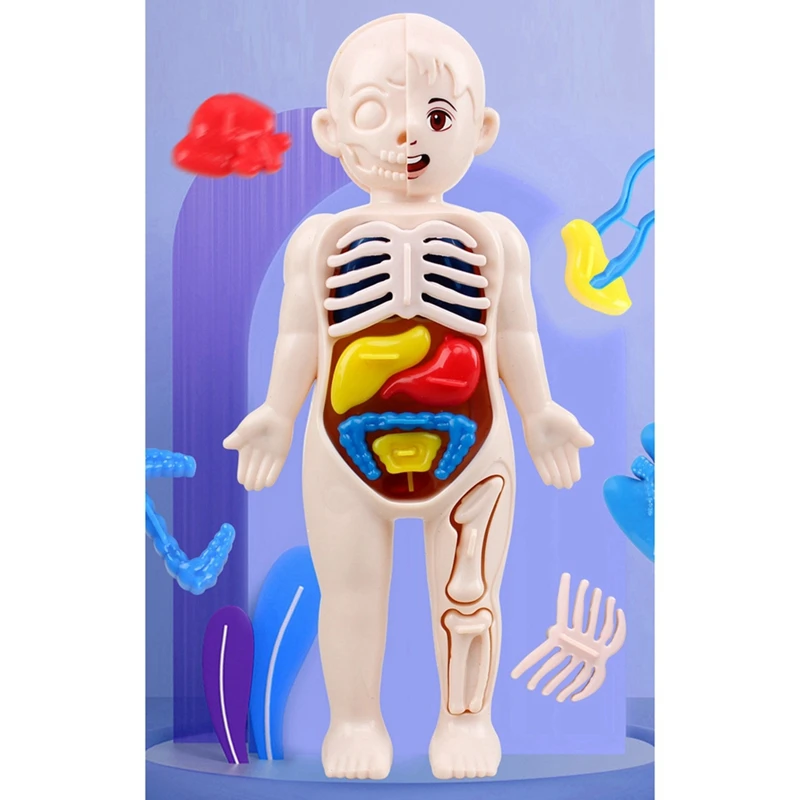 HOT-Children Science Education Human Body Organ Anatomy Model DIY Assembled Toys Teaching Tools