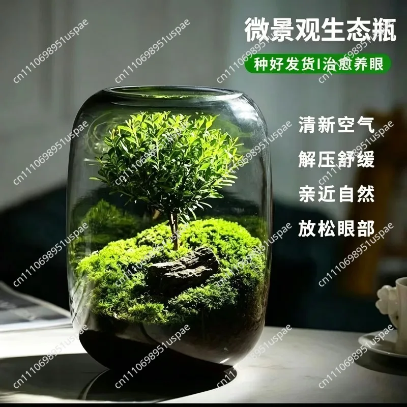 Office Desktop Ecological Bottle, Moss Micro-Landscape Plants, Dormitory Potted Plants for Lazy People and Easy Care