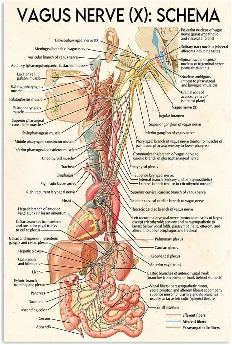 Maikeway Neurology Metal Signs Wall Decor Aluminium Poster Vagus Nerve Schema Posters Healthcare Practitioners Guide Plaques Hom