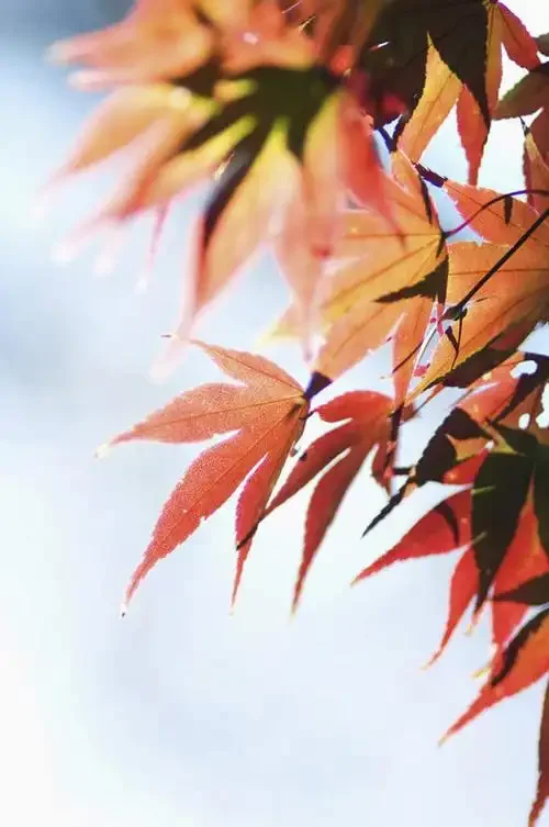 

Автомобильное радио с сенсорным экраном Android 13 для Volkswagen Caravelle 2014 2015 2016-2019, мультимедийное GPS-аудио Carplay, стерео головное устройство