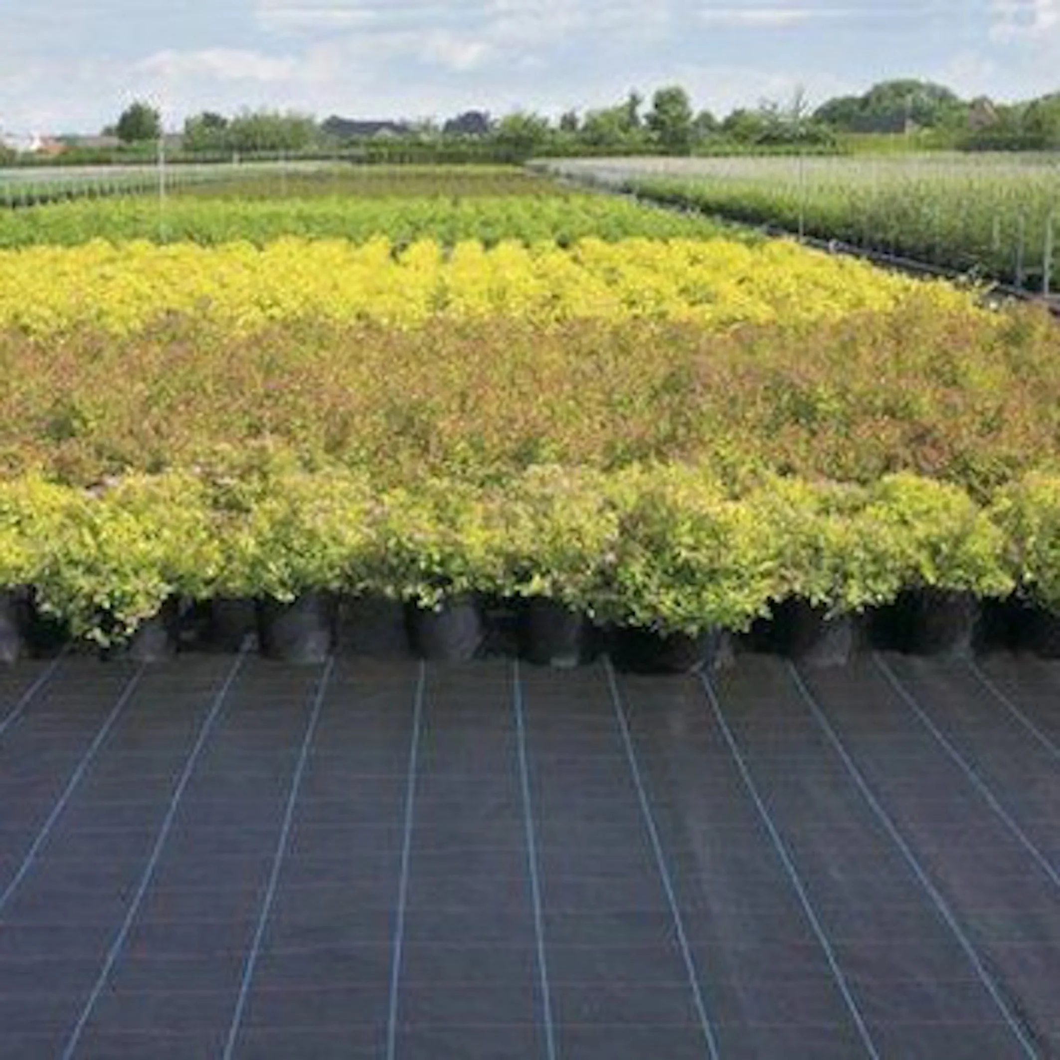 2025Weed Mat Ground Cover Weed Mat pp Weed Control Mat for Garden