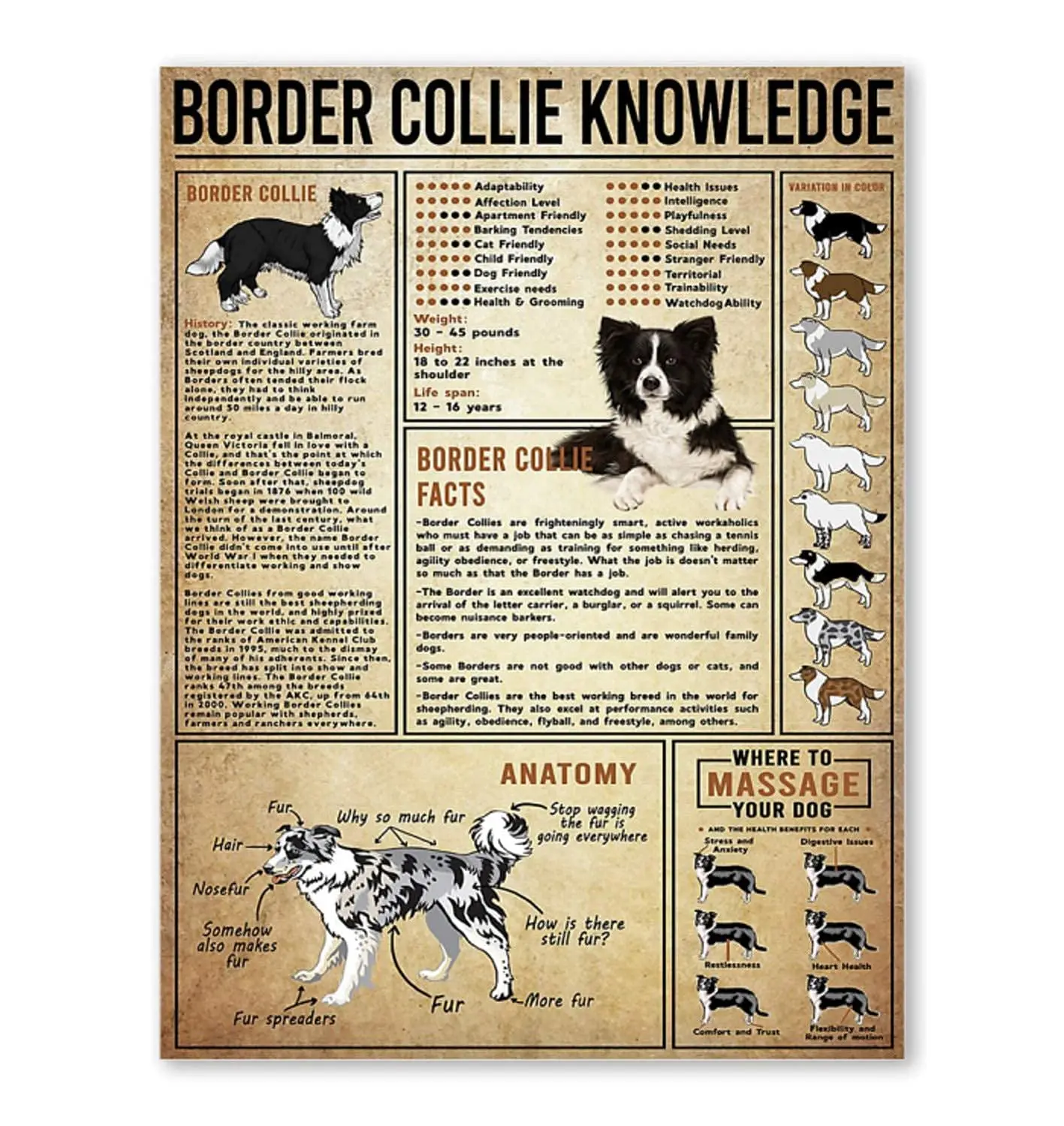 Veidsuh Border Collie Knowledge Retro Vintage Tin Sign Metal Sign Decoration Metal Poster Plaque for Bar Cafe Club Garage