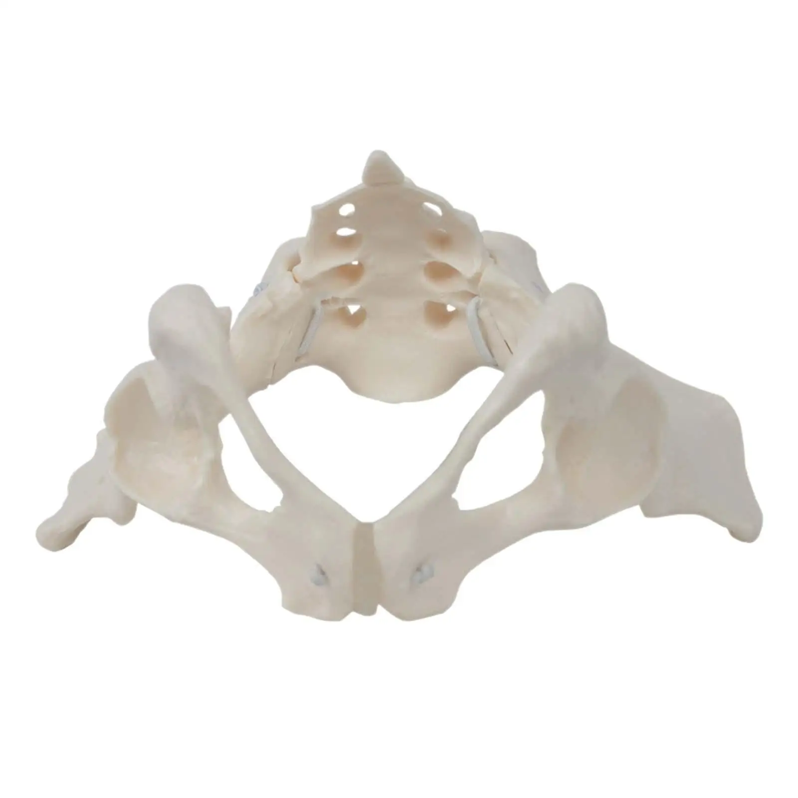 Female Pelvis Model Hip Model Female Pelvis Model Skeleton Medical Model, for Display Gynecology Science Education