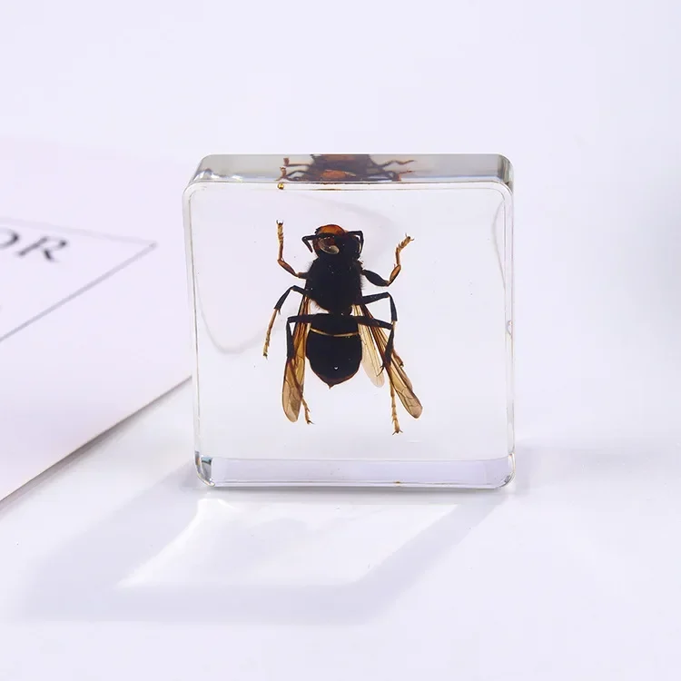 Vierkant insectenspecimen van hars, extra cognitieve leermiddelen, dierenspecimen, kunstmatig amber handwerkornament
