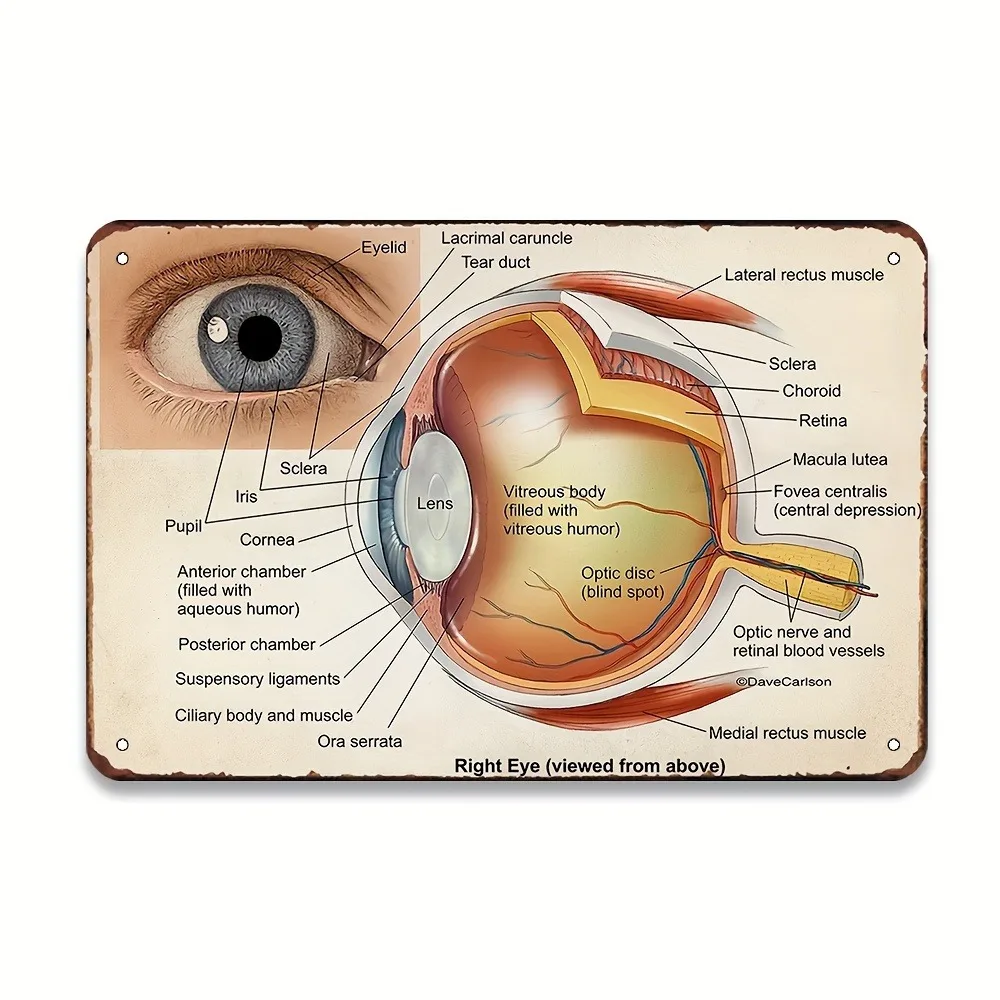 （2D Tin painting）Vintage Eye Anatomy Metal Sign | 12x8 Inch Educational Iron Wall Art for School, Hospital & Bar | Retro Scie