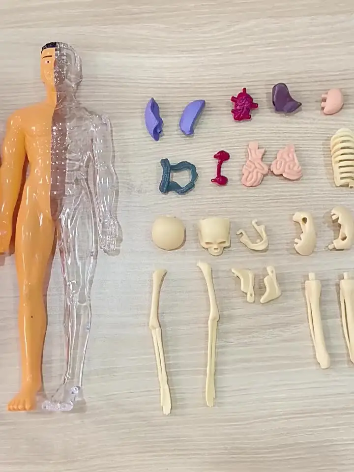 Maqueta 3D De Anatomía Humana Para Niños – Torso Con Órganos Extraíbles | Juguete Educativo Stem Para Aula Y Hogar