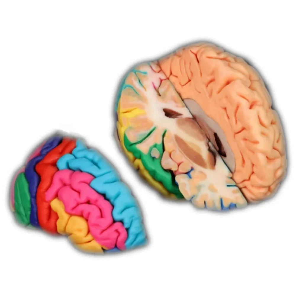 Digihuman Anatomical Education Human Brain Model for Anatomy Learning