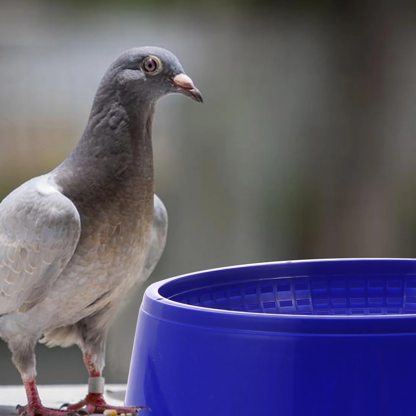 3 Pcs Pigeon Coop Bird Breeding House Pet Hatching Bowl Supplies Quail Nest Supply Nesting Egg Container Cage