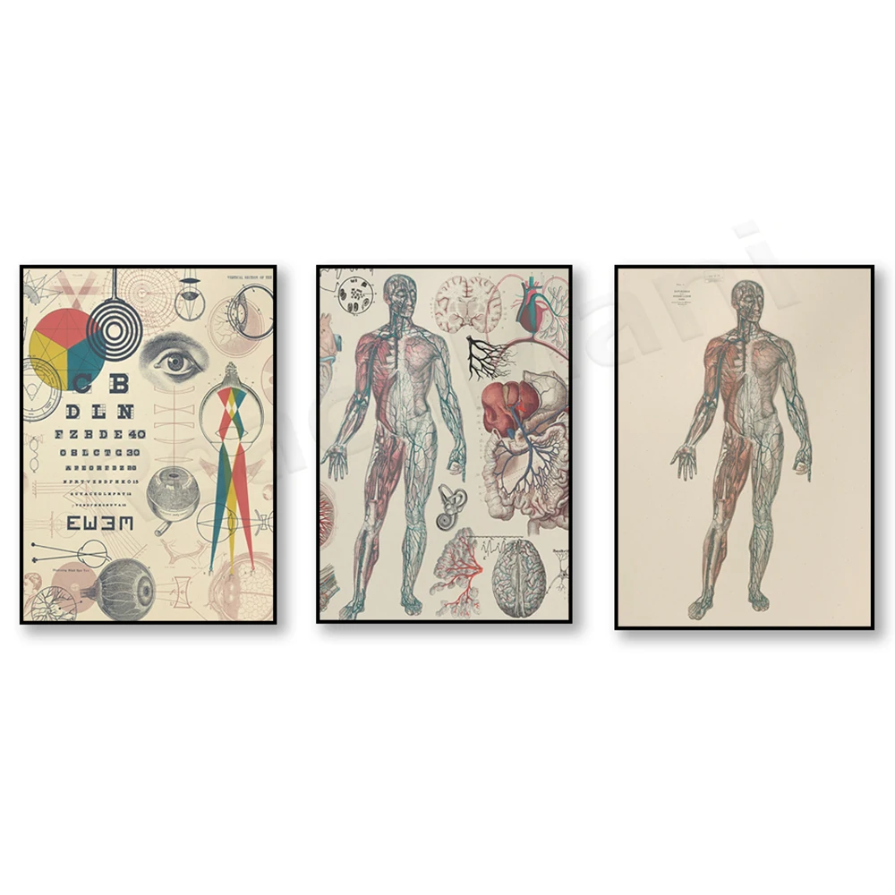 Optical & Visual Prints, Vascular, Anatomy Board Medical Gifts, Anatomy Art, Medical Student Gifts Decorative Posters