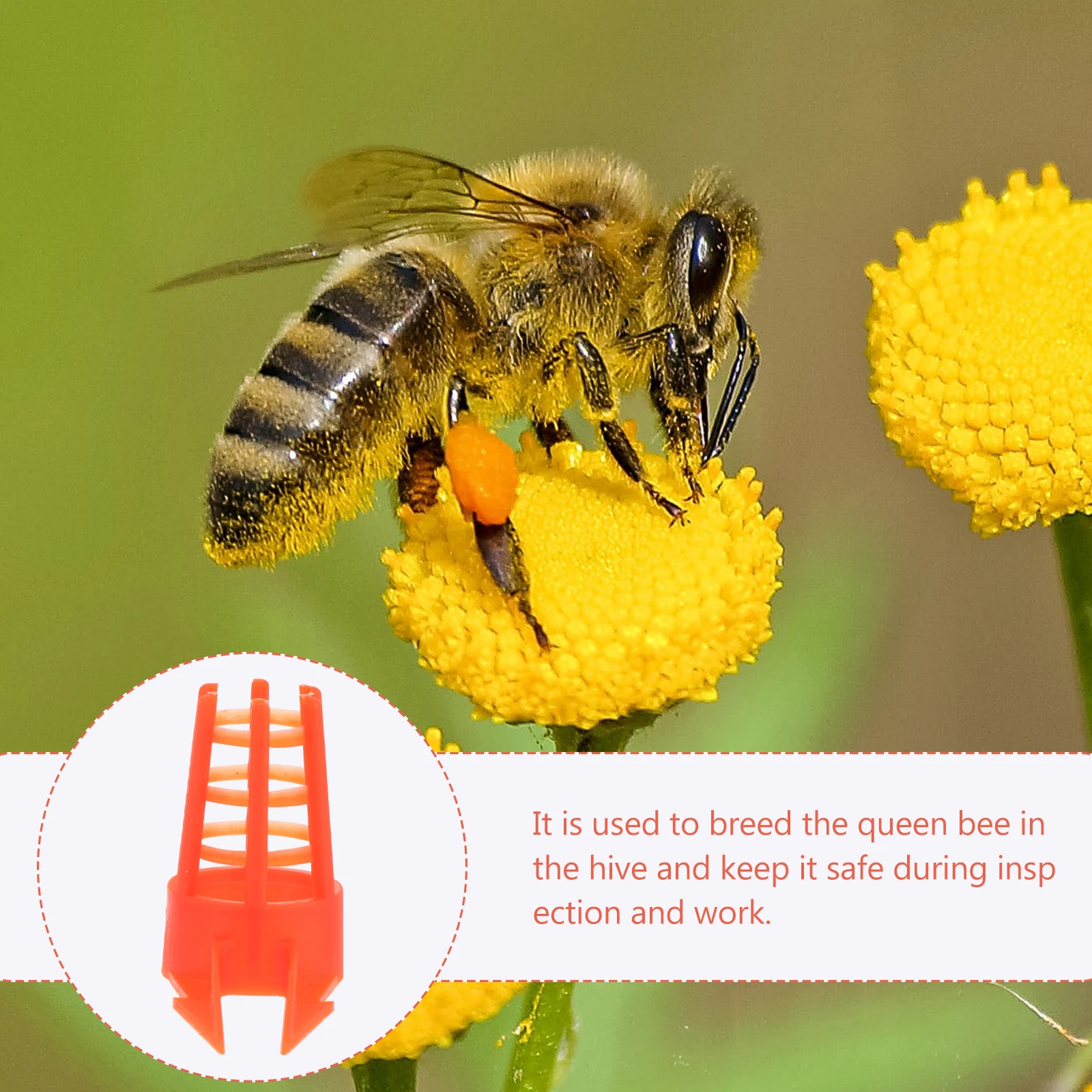 

50Pcs Queen-Bee Isolation Cages Plastic Beekeeping Tool Easy Use Increase Honey Production Queen- Breeding Cages