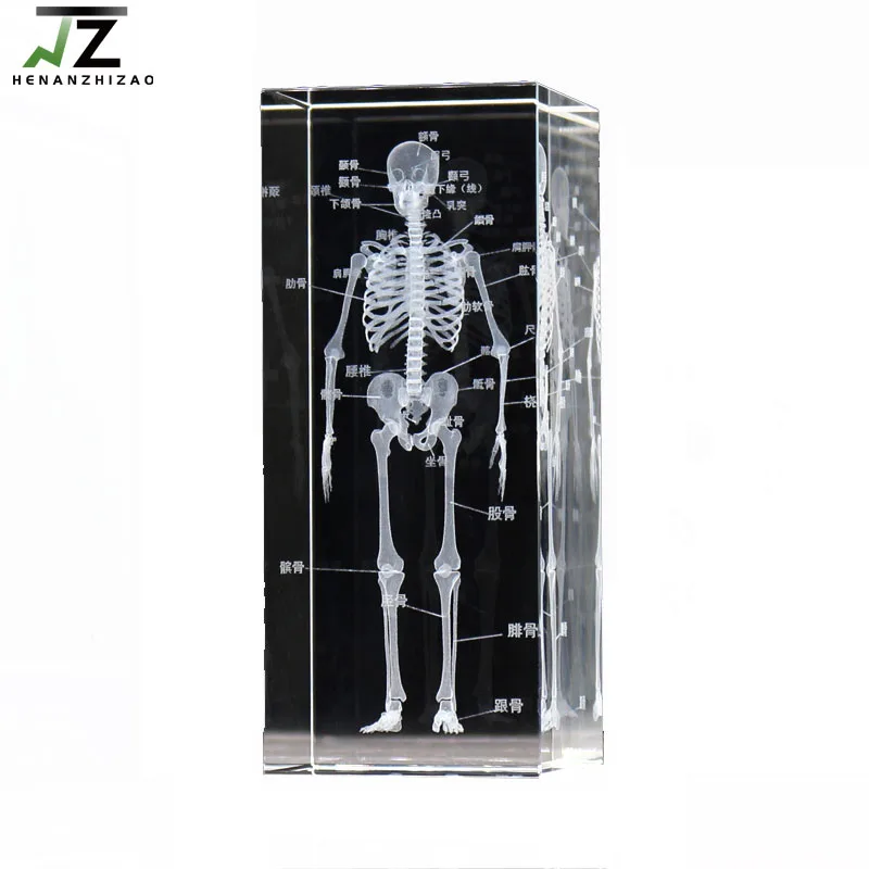 3D Crystal Human Skeleton Model Structure Diagram For Medical Science Gift