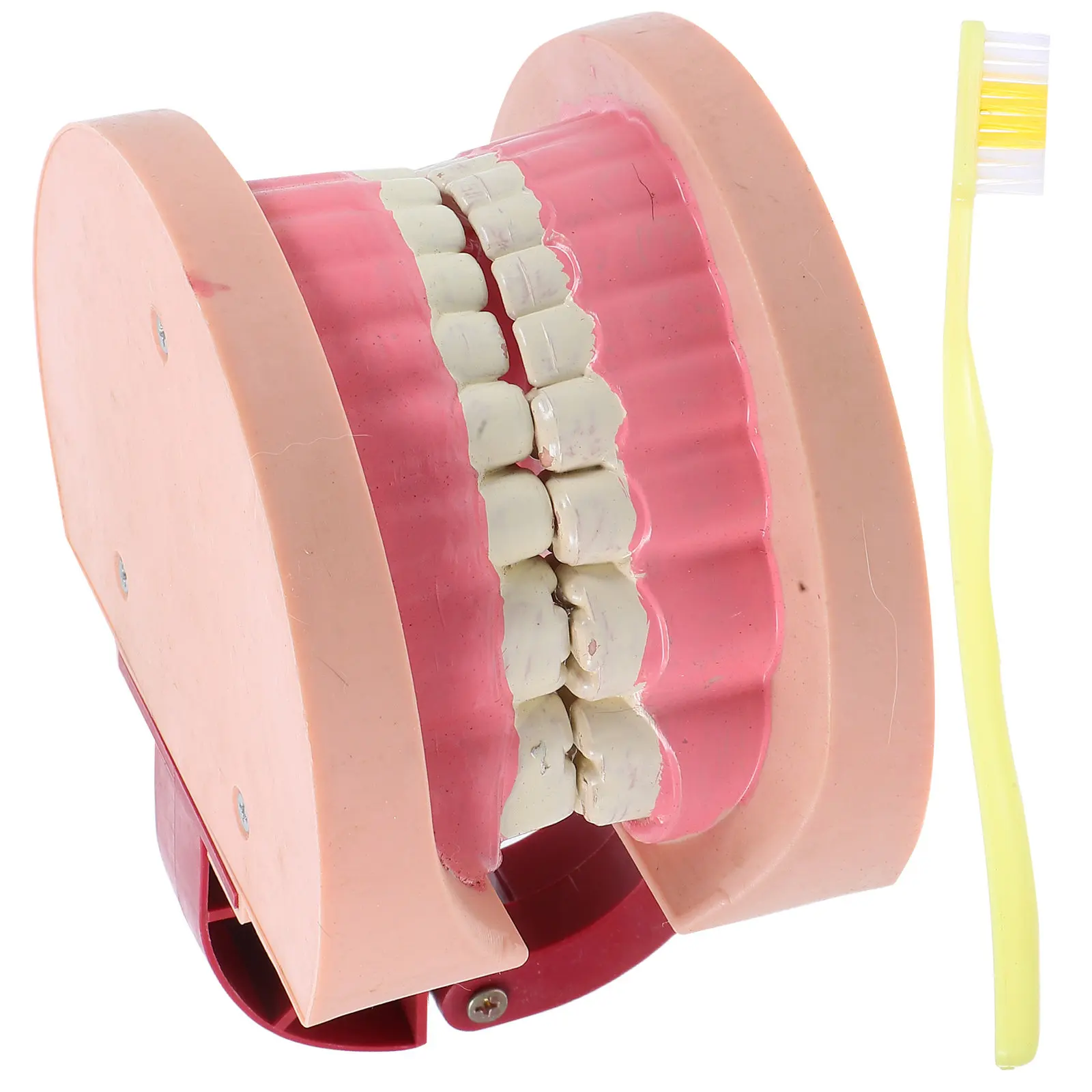 

Tooth Structure Dental Teaching Accurate Educational Science Experiments Biology Lessons Interactive Learning Aid