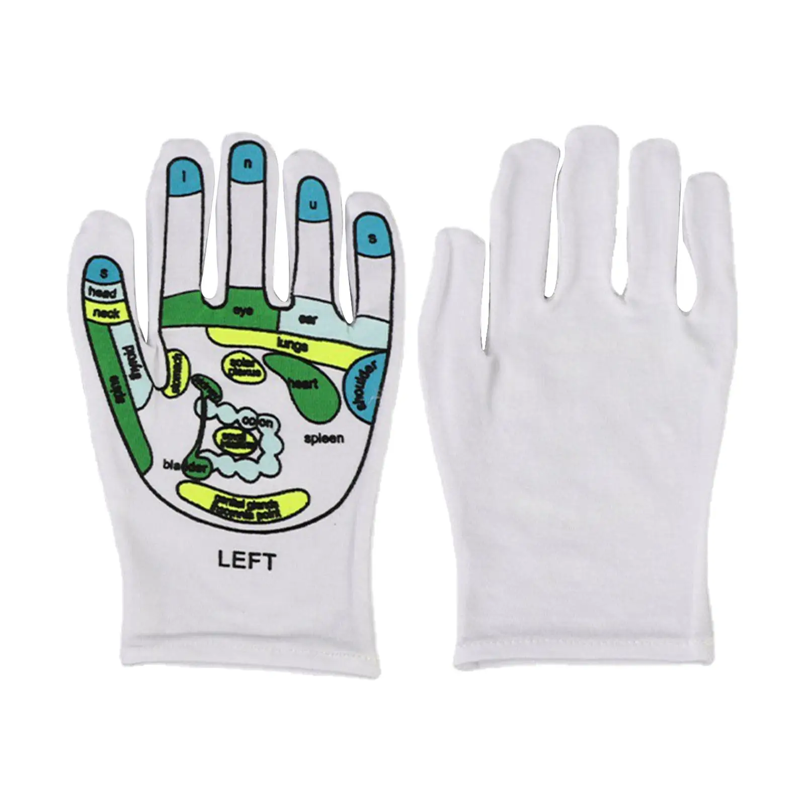 Gloves Educational Set with Acupoints Points Teaching Model for Education