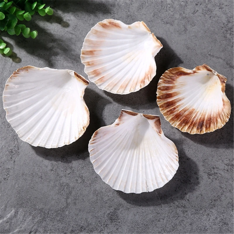 

Multipurpose Pack of 10 Large Natural Scallops Shells for Craft Supplies Stylish Jewelry Accessory and Home Decoration Y5GB