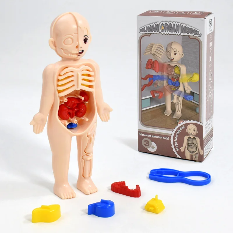 Giocattoli scientifici per bambini Anatomia dell'organo del corpo umano Modello assemblato fai-da-te Strumenti didattici medici per bambini