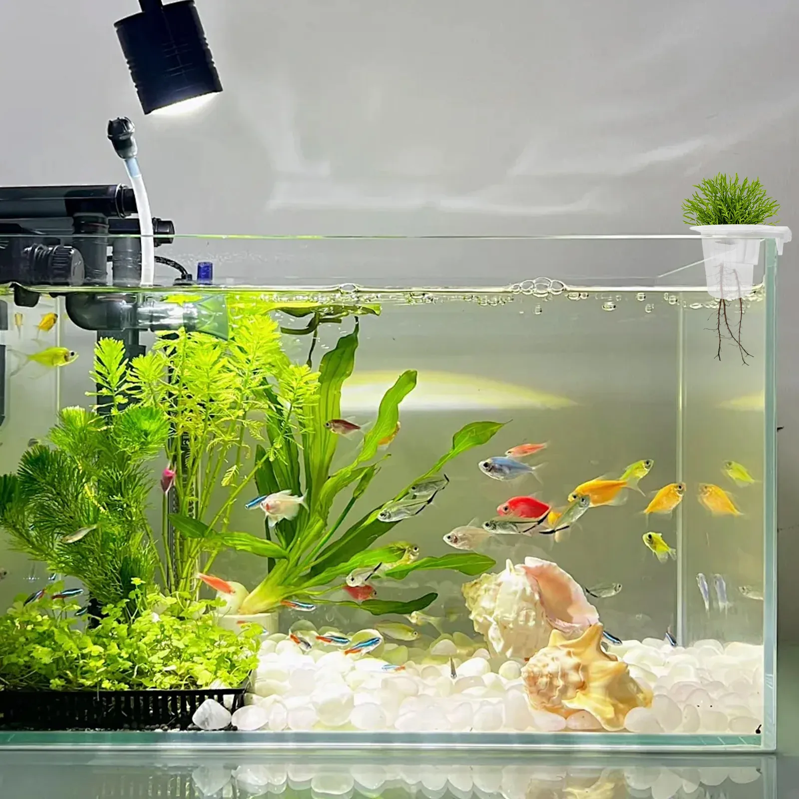 

2Pcs Aquarium Plant Holder Transparent Wall-Mounted Fish Tank Plants Holder Space-Saving Hydroponic Aquatic Plant Cup Fish Tank