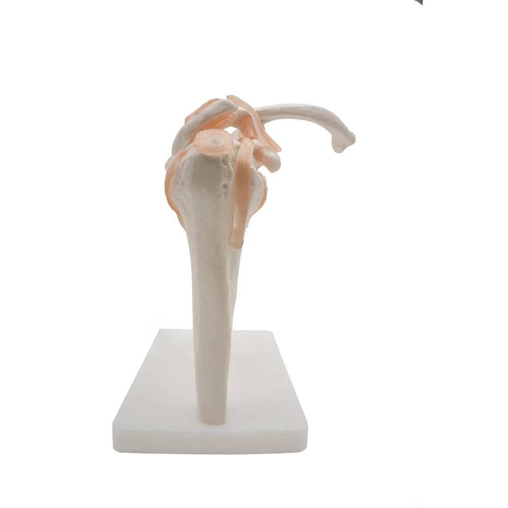Anatomical Shoulder Joint Model Medical Anatomy Skeleton, Human Shoulder Ligament Anatomy Shoulder Joint Educational Tool