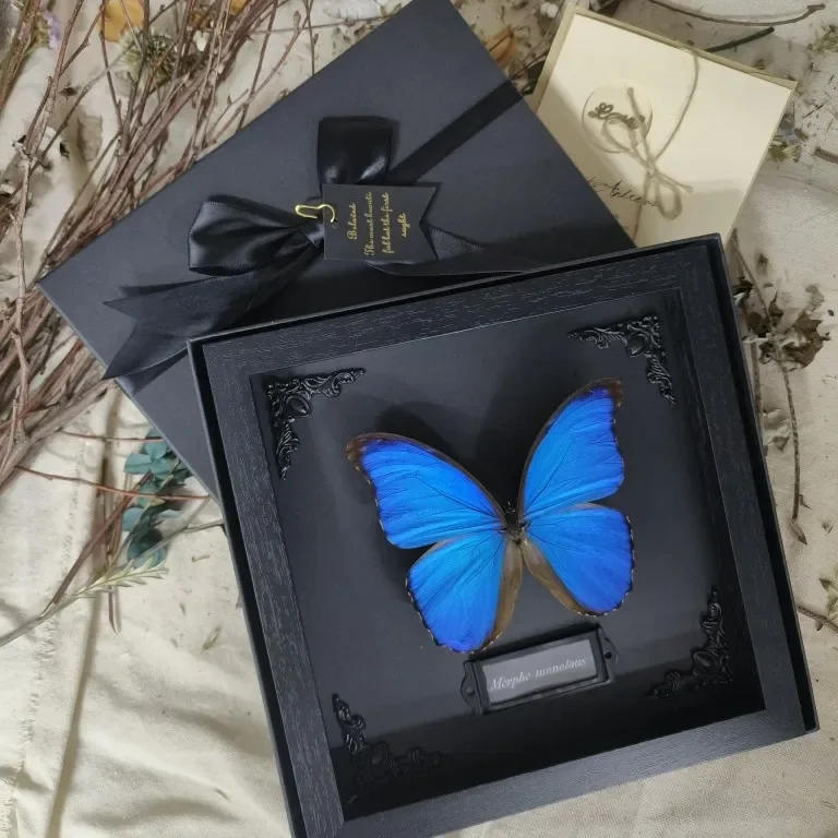 

Morpho Didius Real Butterfly Specimens Original Butterfly Wings Spread Out Animal Specimens Valentine's Day Gift Home Decor