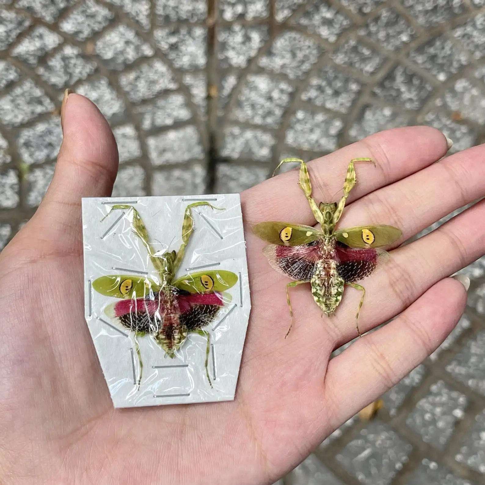 Pack of 2 Real Flower Mantis Specimen, Preserved Praying Mantis -Exotic Insect Display, Entomology Study, Nature Gift