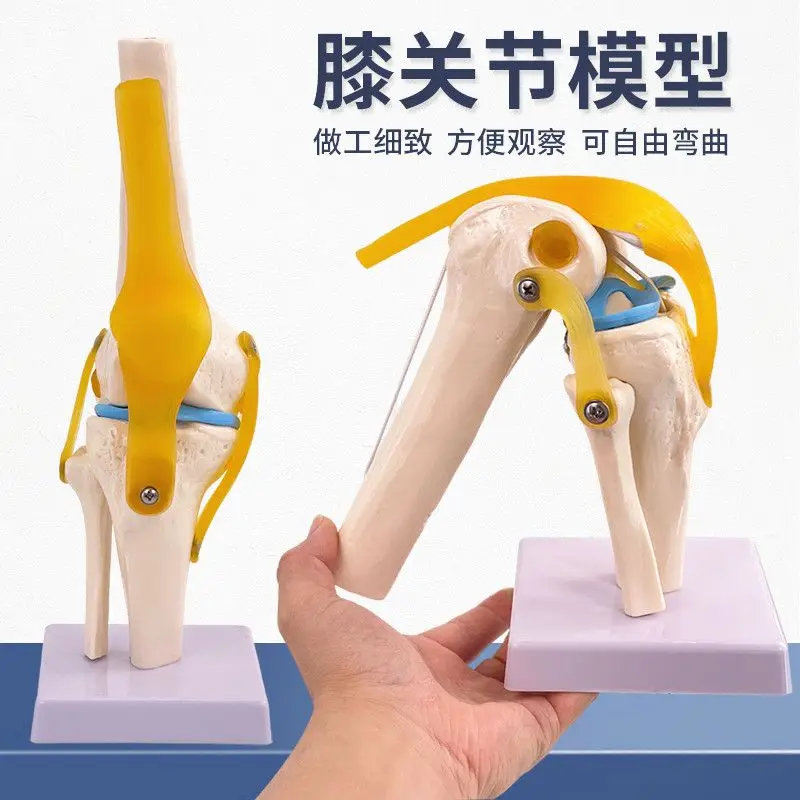 Knee joint model, human skeleton teaching practice, medical function demonstration, shoulder neck spine skeleton orthopedics