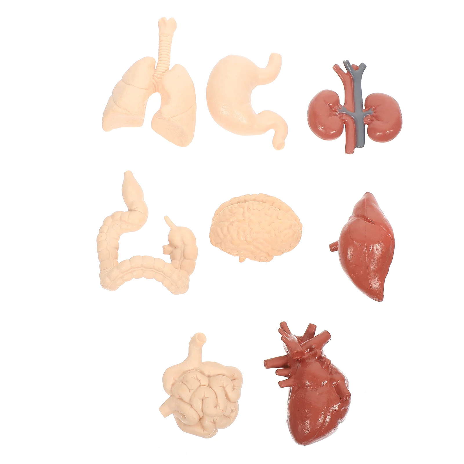 Human Visceral Model Removable Heart Includes Models School Teaching Supplies Body Toy Set