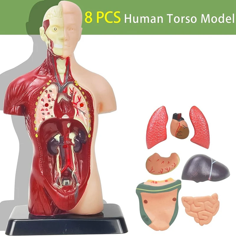 Human Body Model For Kids 11 Inch Plastic 8 Pcs Removable Anatomy Doll With Heart & Organs