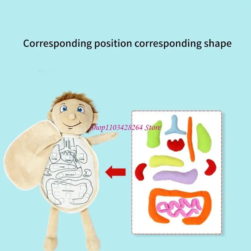  Fascinating Human Body 3D Model for Toddler Students and Medical Enthusiasts