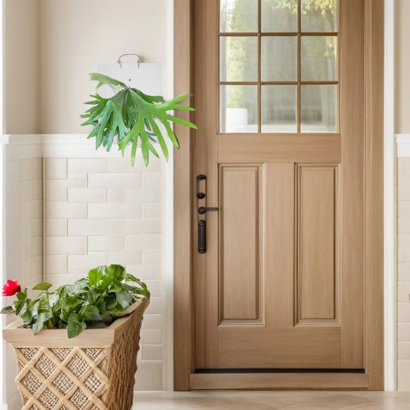 Elegant Elk Fern Gr…