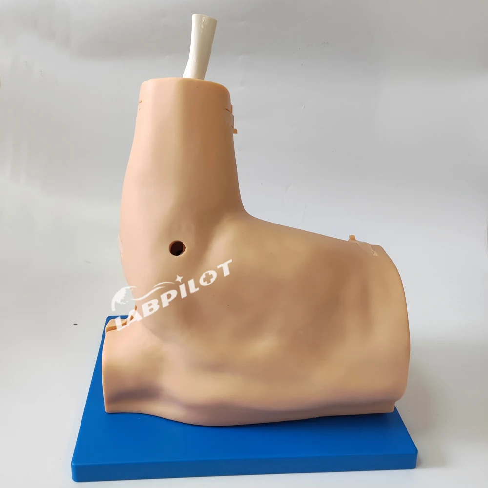 Advanced Shoulder Arthroscopy Training Simulator Vivid Shoulder Joint Anatomy Model